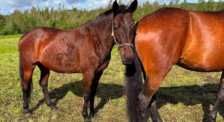 Fyra omhändertagna hästar söker nya hem
