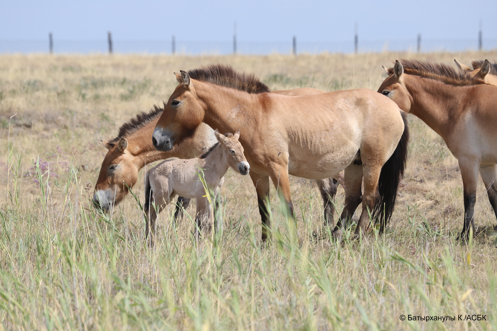 202608altyn-dalafirst-kertagy-foal-2-fotokanat-batyrkhanuly-press-300px