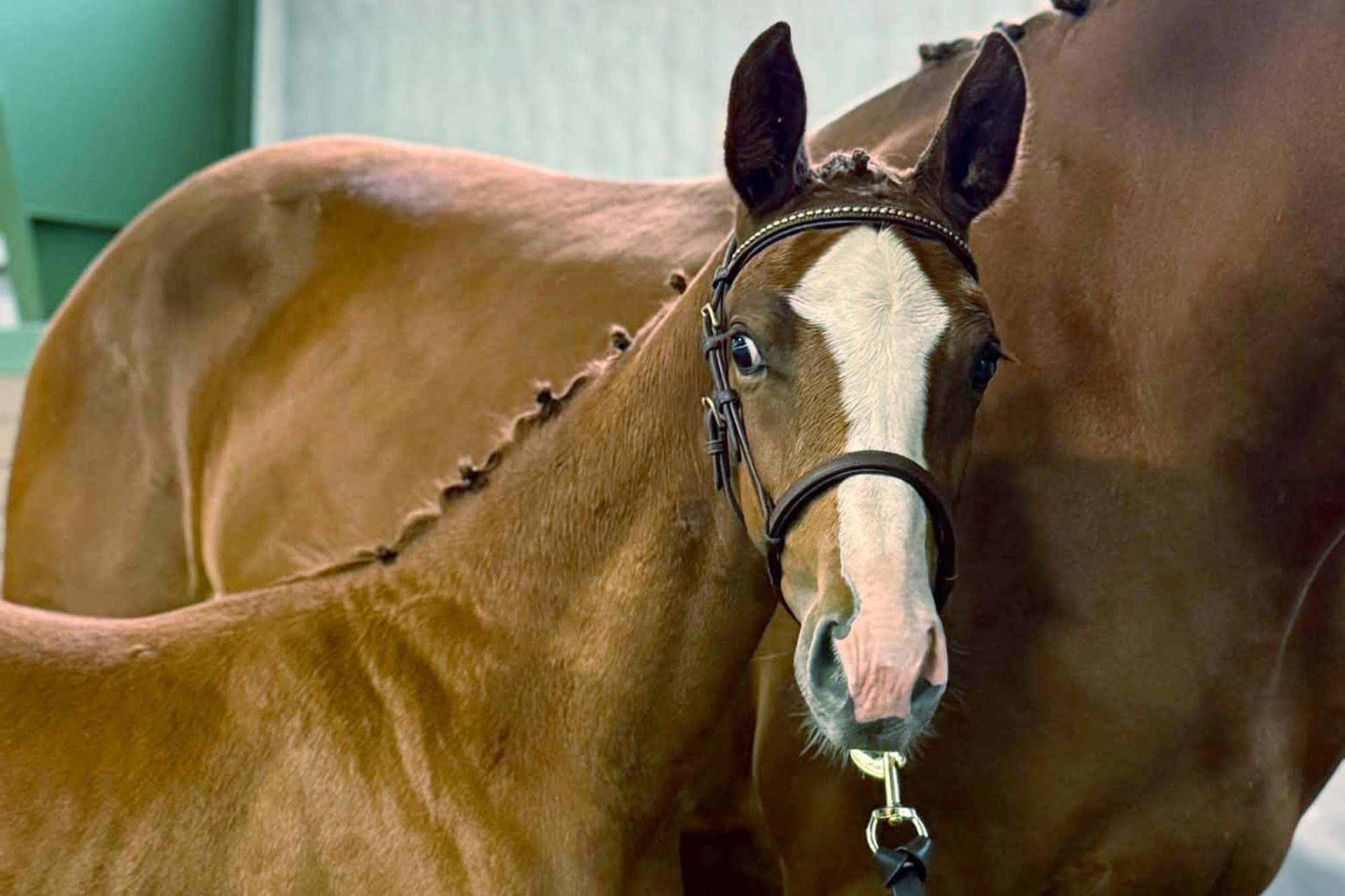Epona’s Fidelia