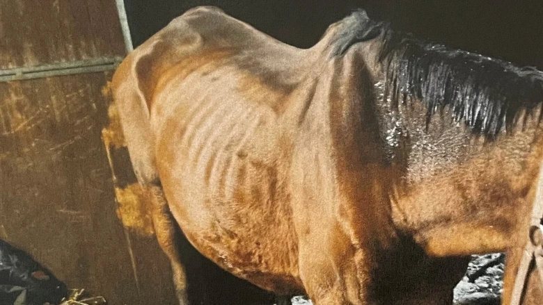 Hästar dog av svält – tre år senare kommer åtalet