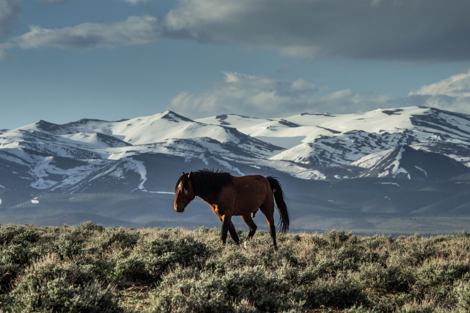 Horse Power tar hästar från hela världen till Cosmonova