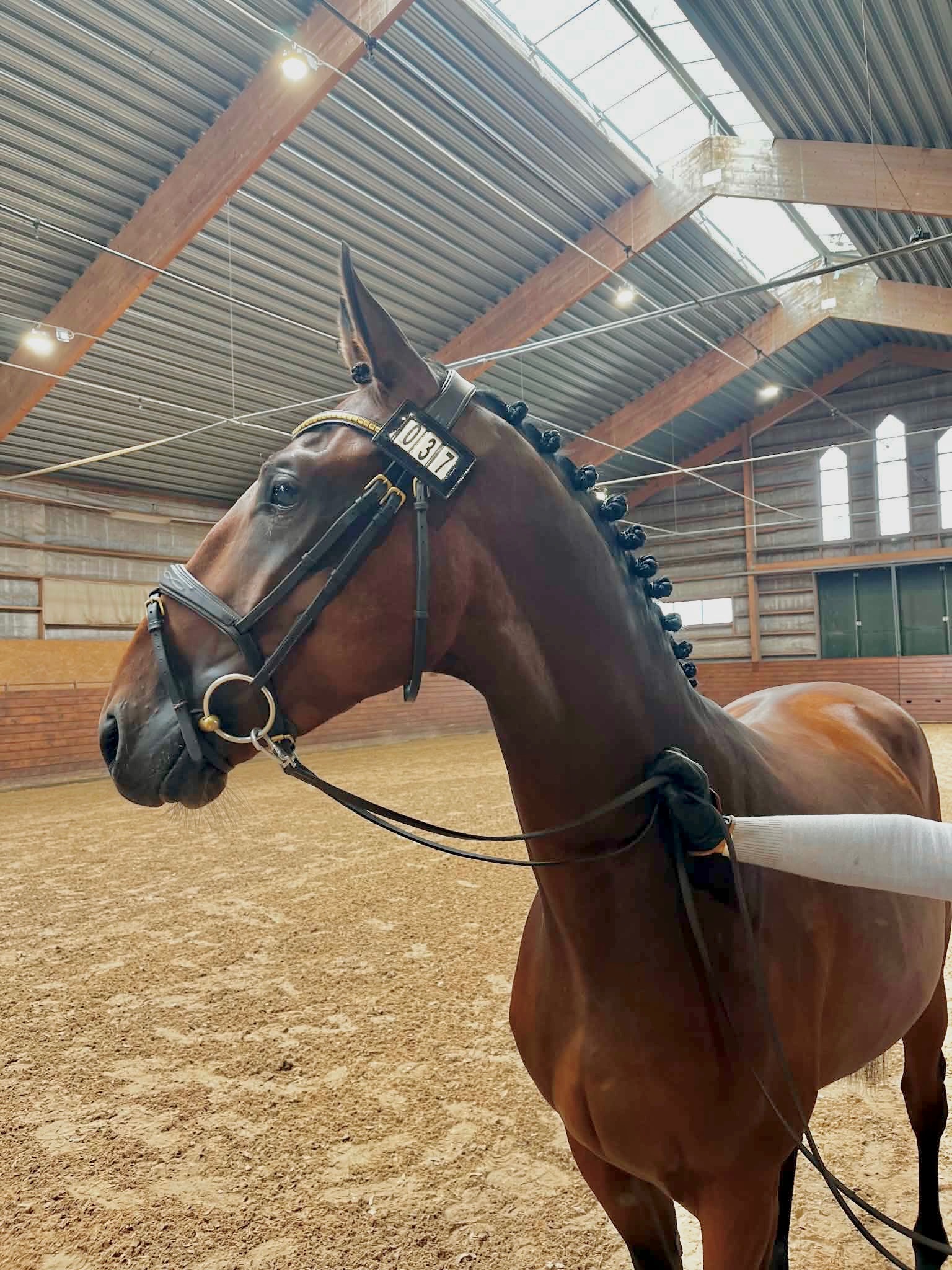 Royal Delight Privat