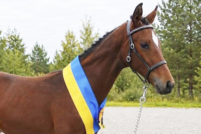 Årets bästa SWB-föl 2026 – här samlar vi alla toppresultat