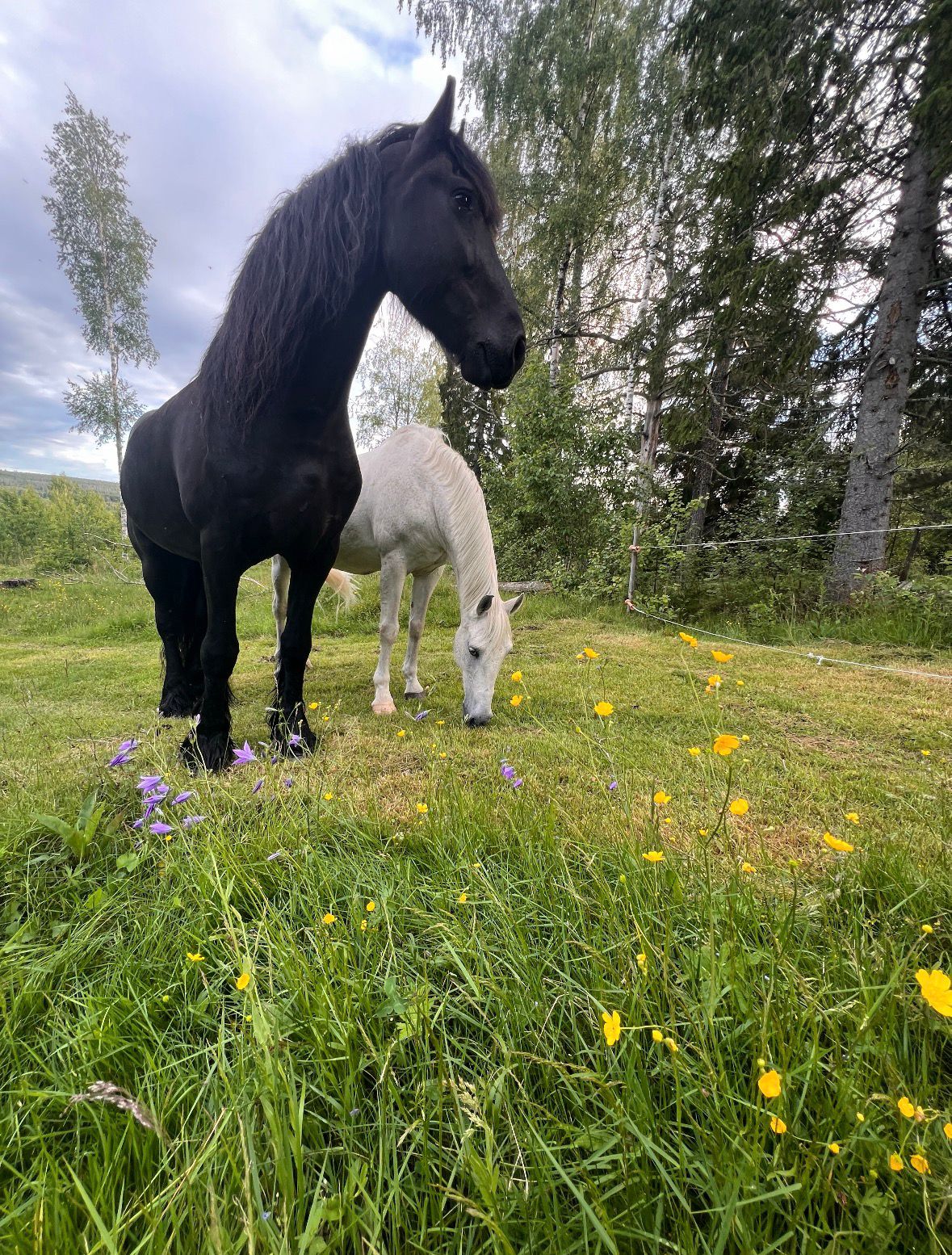 Studentbloggen_naturlara_frieser