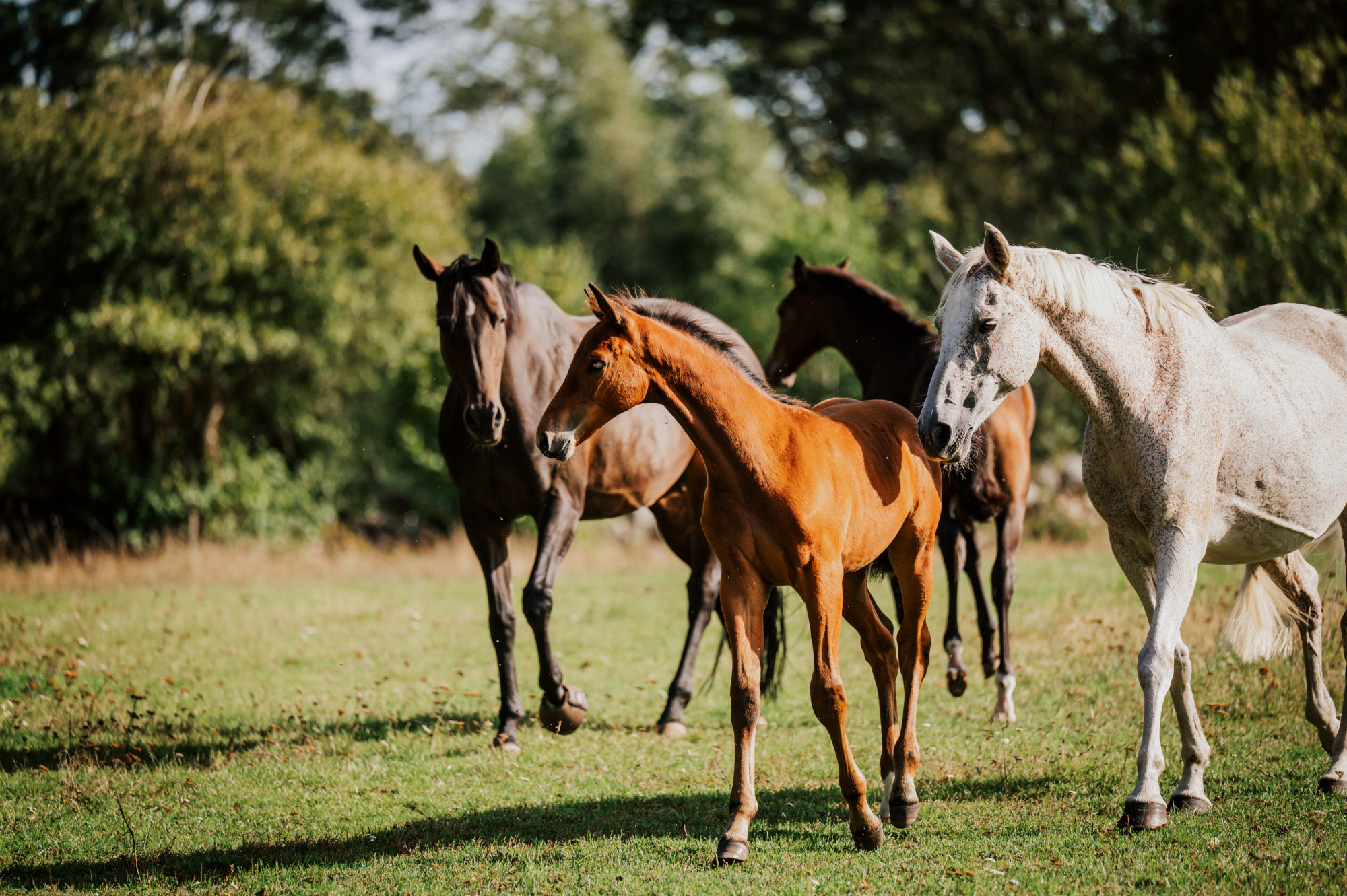 Ak Sporthorses_1001