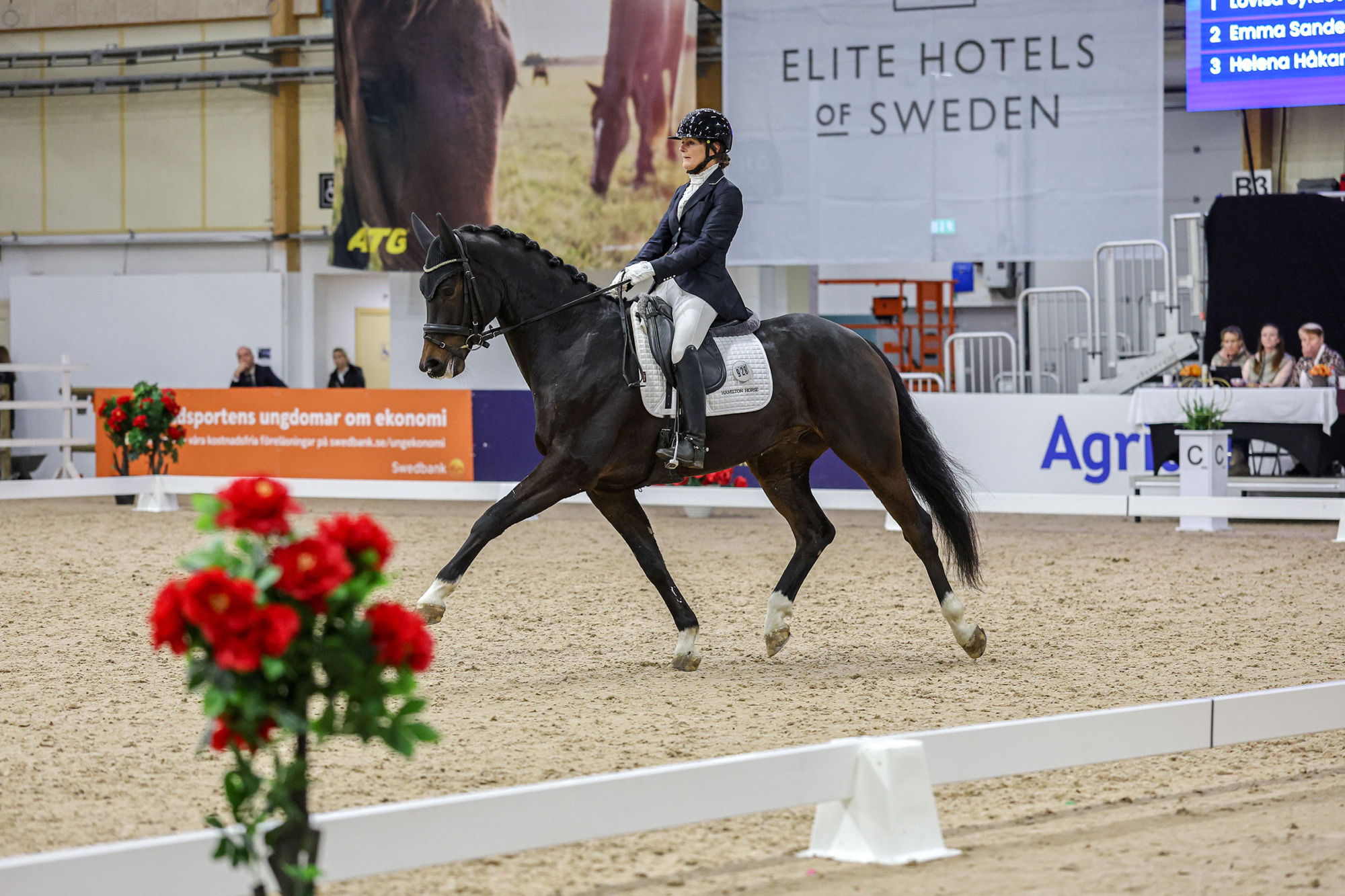 Ditte-egholm-nielsen---hamiltons-tiger-king-fj-0751