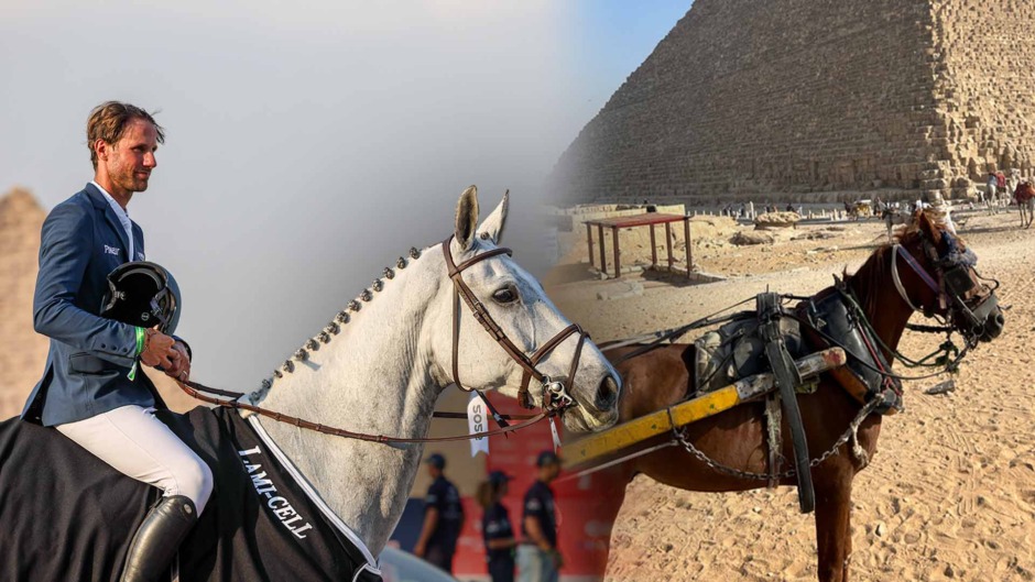 Kritik mot hästhållningen när GCT kommer till Egypten