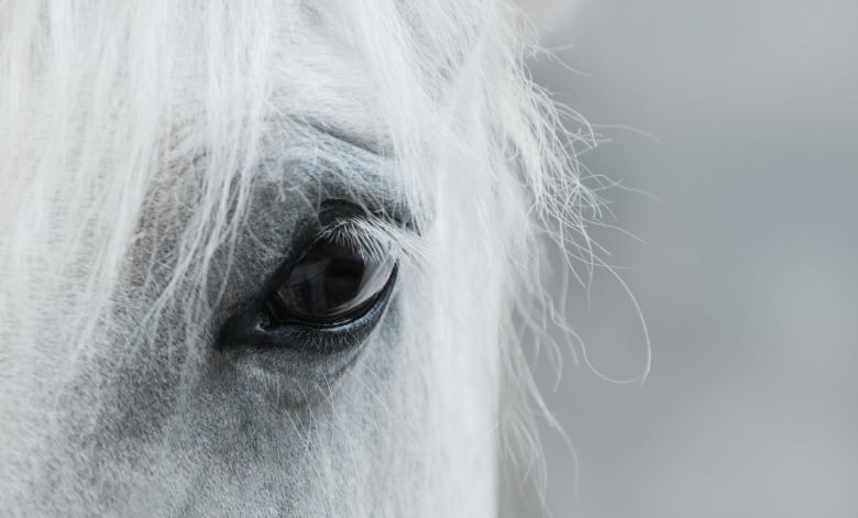 Brist på jourveterinärer – LRF larmar