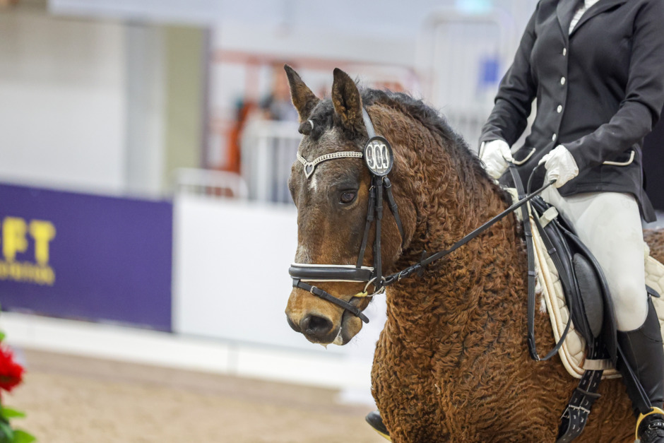 American curly-ponnyn visade upp sig i Jönköping – tävlas i tre grenar