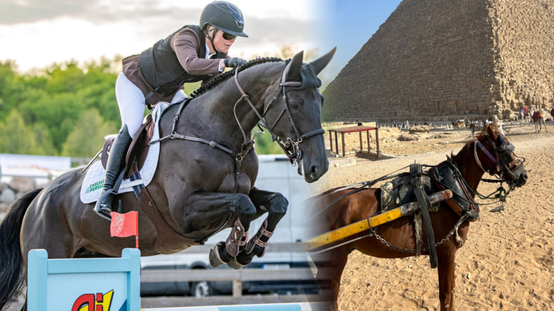 Efter hemska bilderna vid pyramiderna – Stephanie Holméns succéinsamling för hästarna