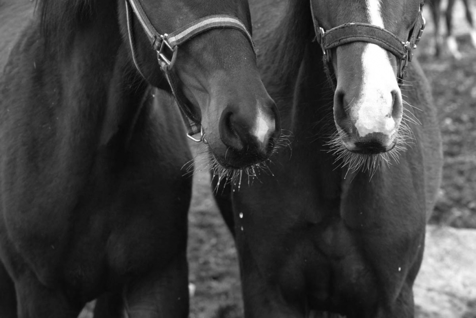 Två hästar dog efter stormresa