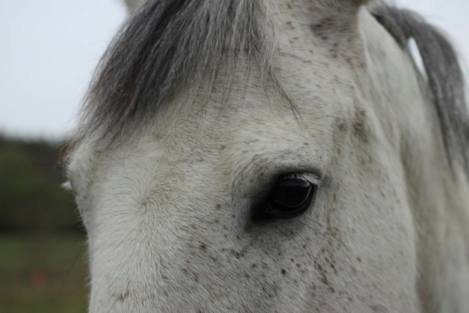 Veterinär missade att hästen hade melanom – får erinran