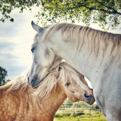 Kärleksfulla hästar efterlyses