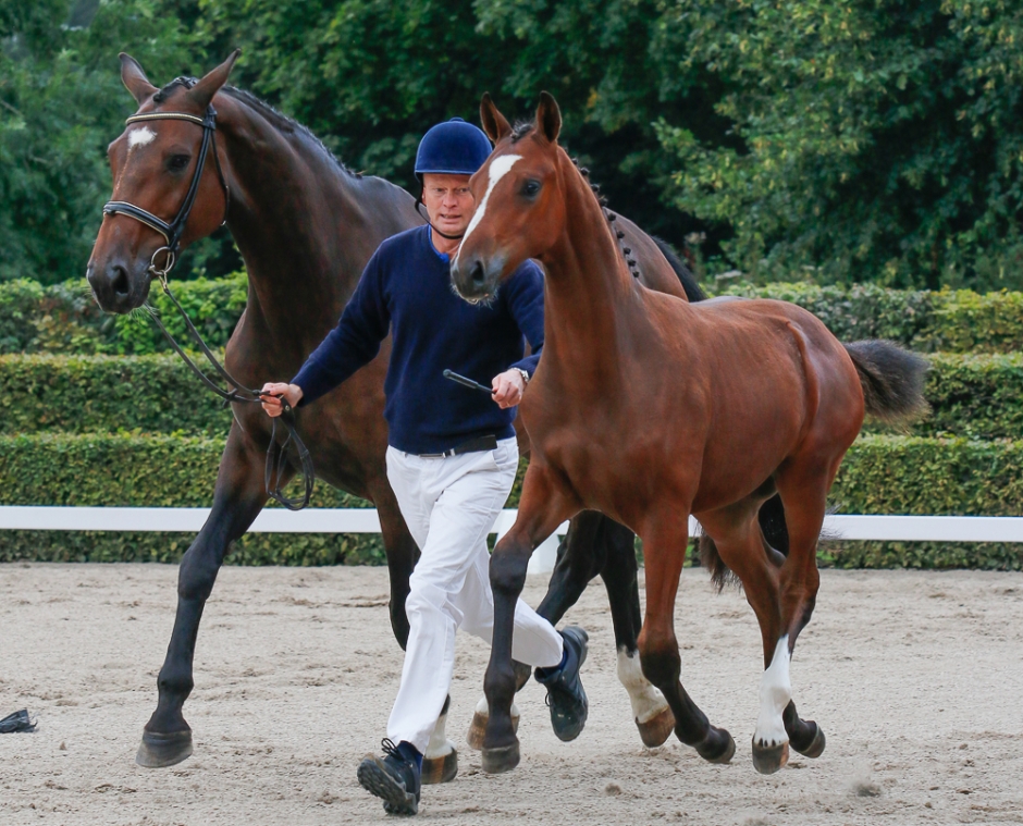 Fina föl till fyndpris