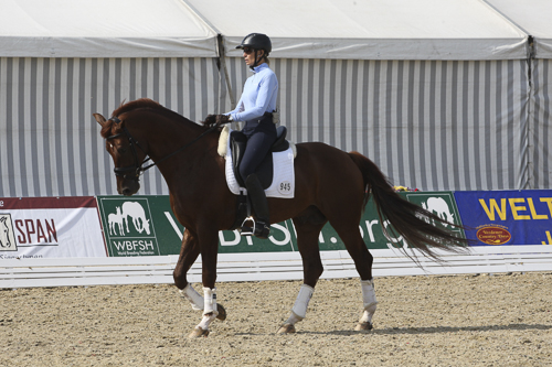 Dansk landslagshäst till USA