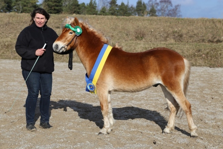 Tre nya russhingstar