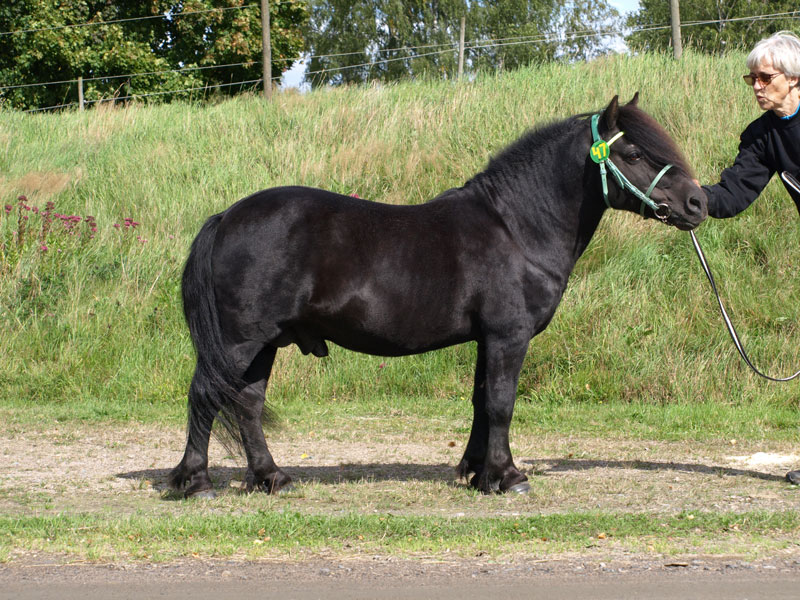 Rasmus &auml;r en av alla nya A-hingstar i shetlandsaveln