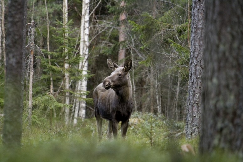 Idag startar älgjakten