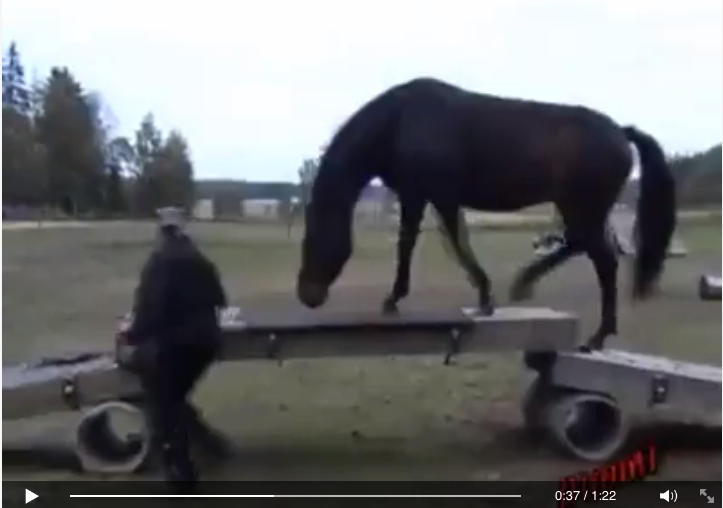 Testat agility för hästar?