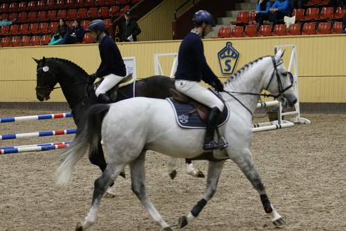 Temperamentsfull testridning