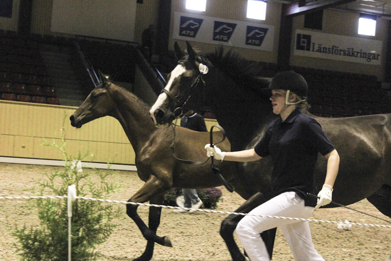 Rekordauktion på SWB-föl