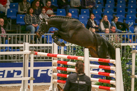 DWB tog ut åtta premiehingstar