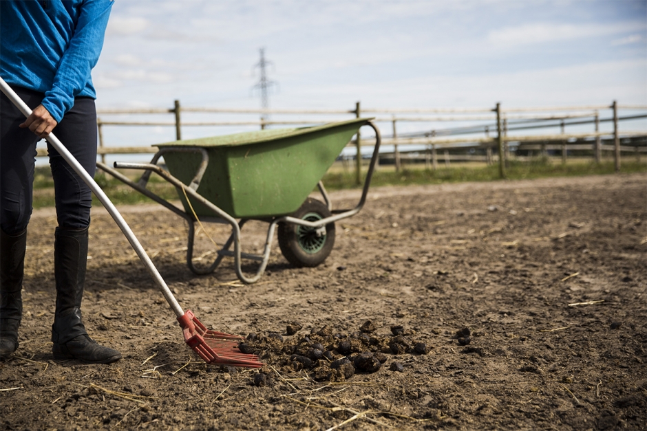 Hård konkurrens om hästskötarjobben