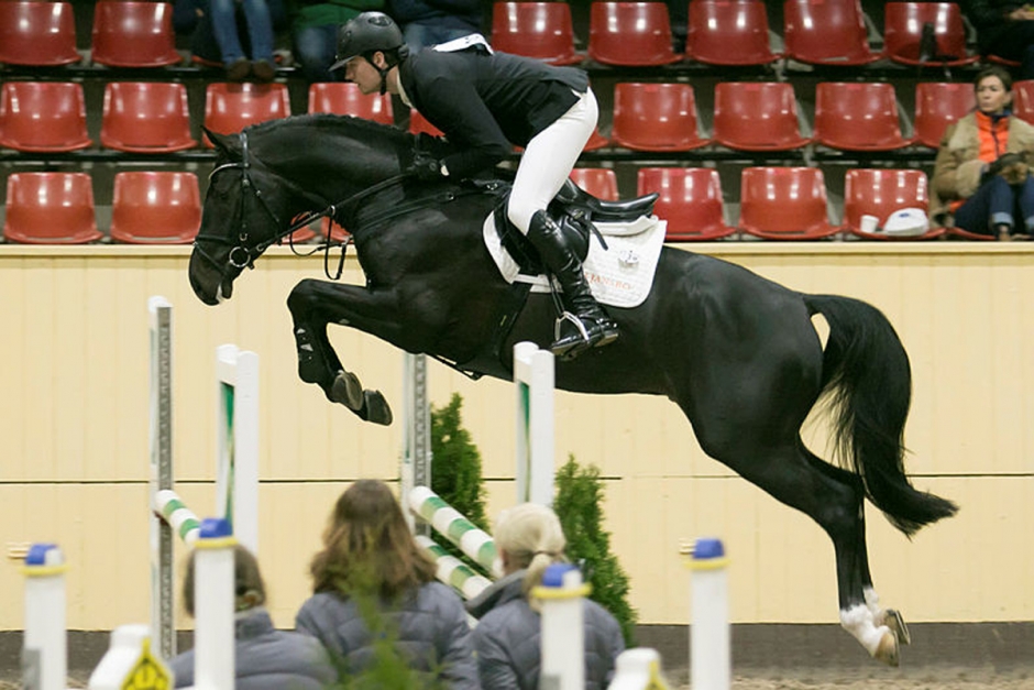 Hingst såldes utan ena ägarens vetskap