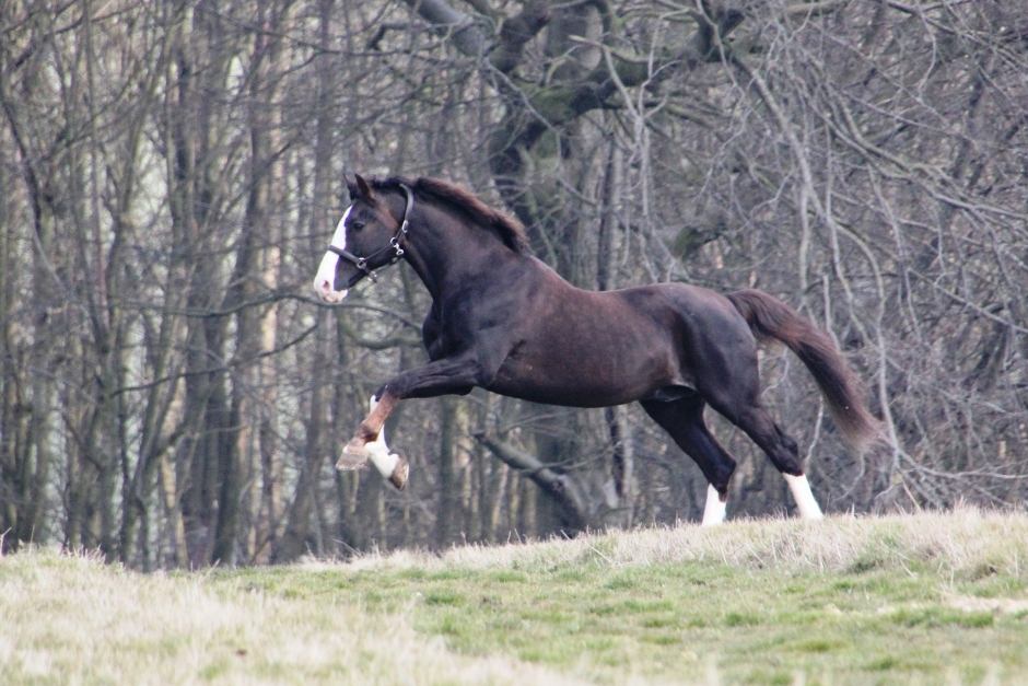 Briar flyttar till Storbritannien
