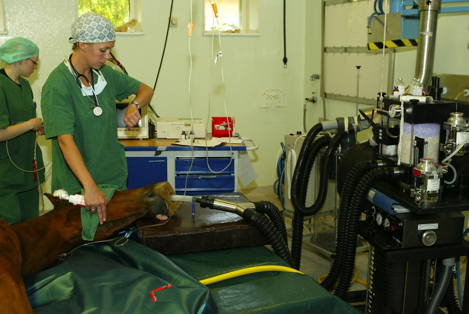 Personalbrist hotar inom djursjukvården