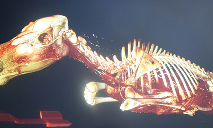 3D ger ökad anatomikunskap
