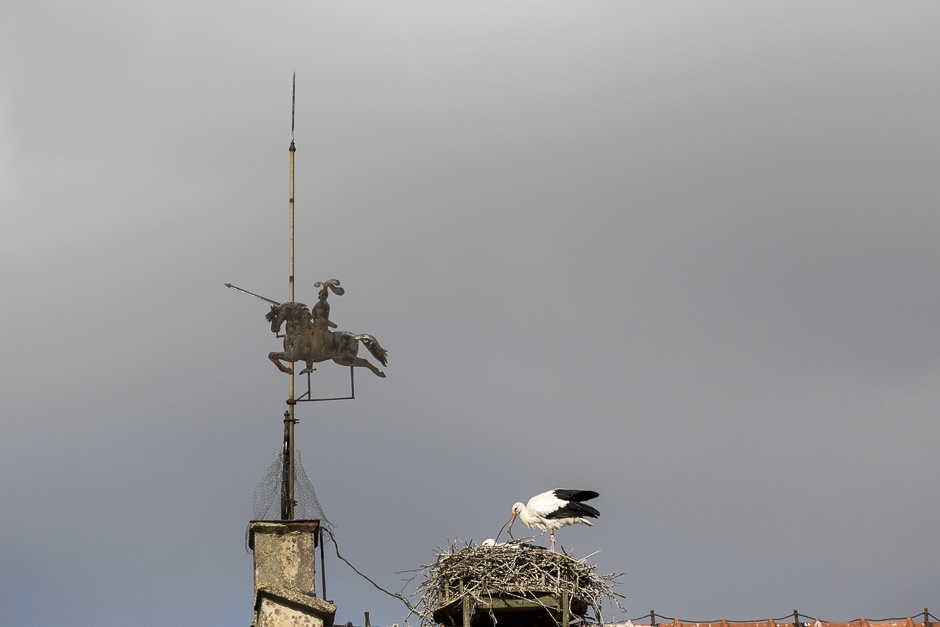 Häng med på Avelschampionatet