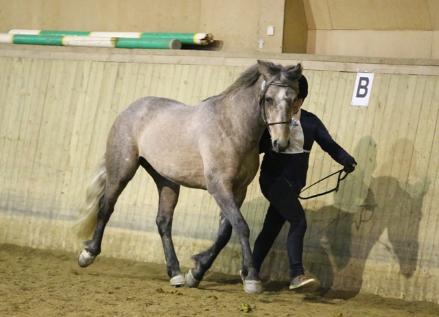 Nytillskott med ponnyhingstar