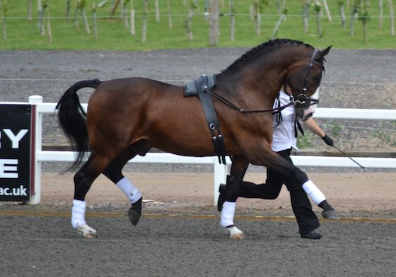 Ragazzo 998 har somnat in