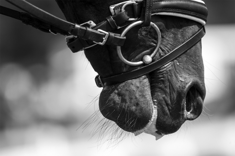 Ny studie undersöker trycket från nosgrimman