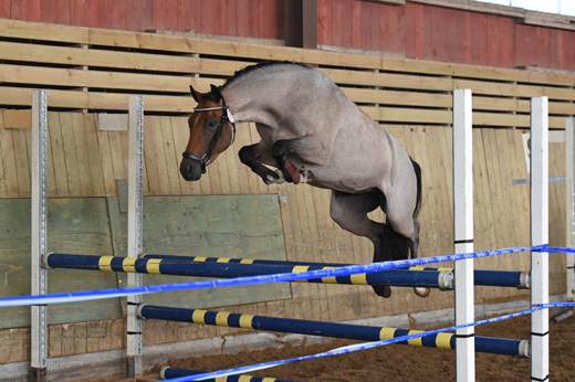 Hoppstarka ridponnyer i Nybro