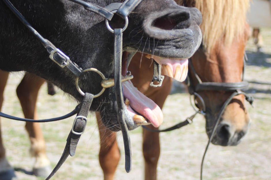 Hästens tunga är en känslig doldis