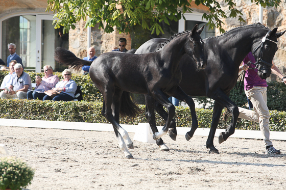 Fölauktioner under lupp