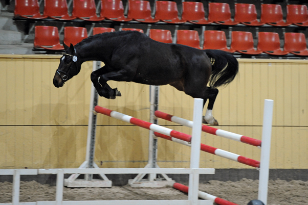 Dubbeldiplom till Odåga