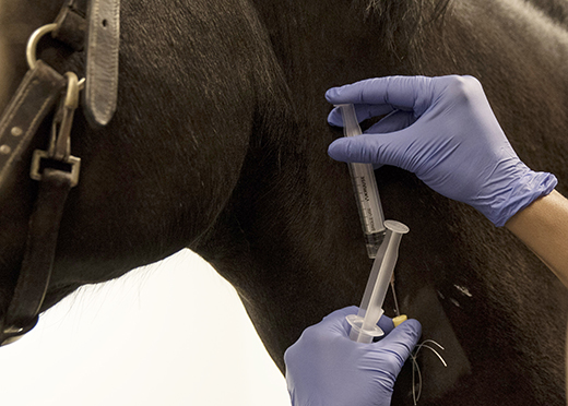 Dyr veterinärkostnad – men ingen ersättning
