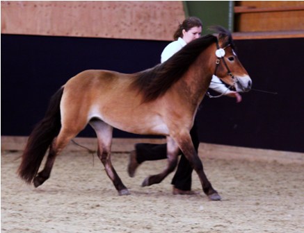 Nebraska KL dagens bästa hingst