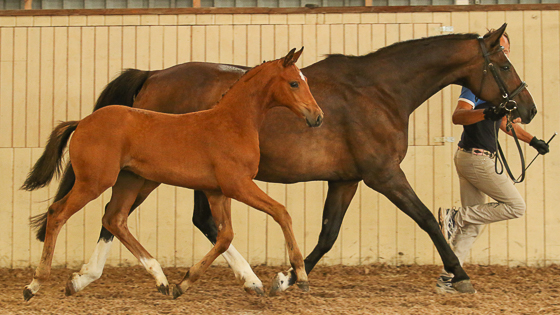 Fölinventering klar