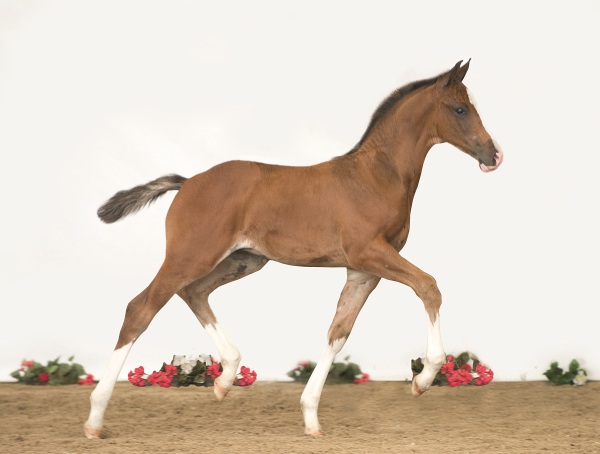 Casall-föl dyrast på auktion