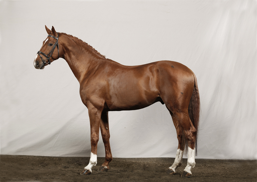 Möjlig fransk hjälp till UVM