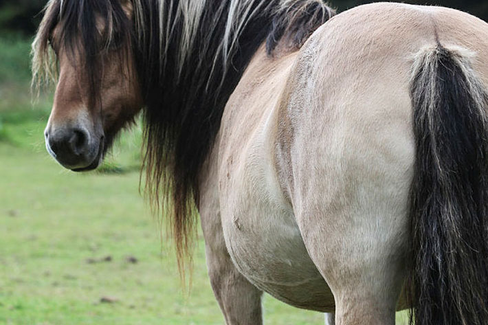 Besökare matar trots förbud – hästarna blir sjuka