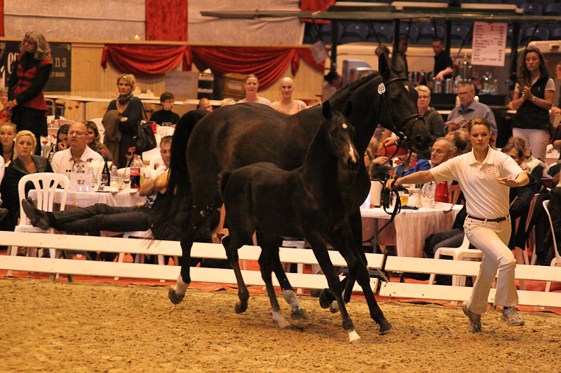 Låga priser i DVs elitfölauktion