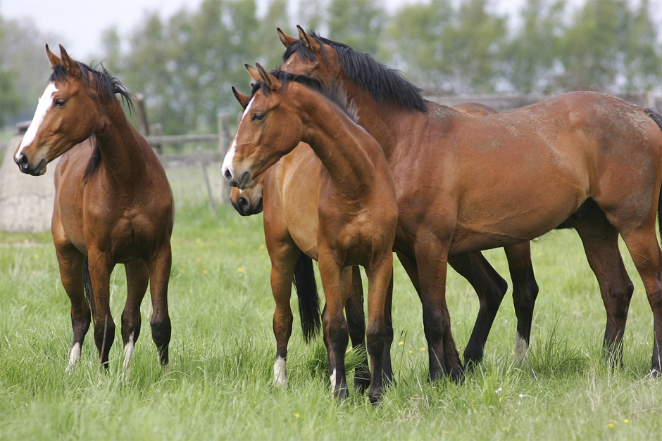 Kommunen ersättningsskyldig för kaos i hästhagen
