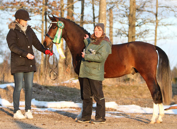 Partbred bästa welshhingst