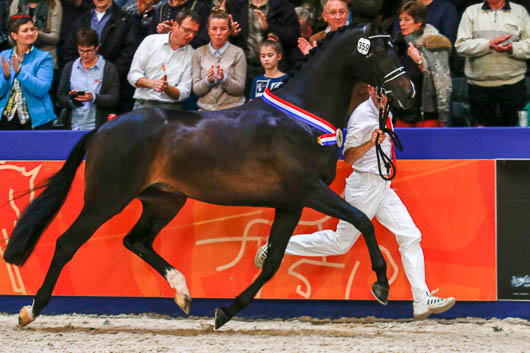 ”En komplett hingst”