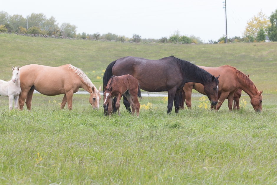 Skatteverket får hästvetande